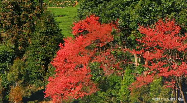台缘山庄樱花园(百福园)