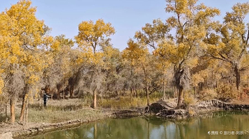 沙雅县胡杨林管理站