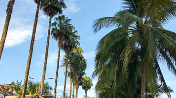 勐仑旅游度假区