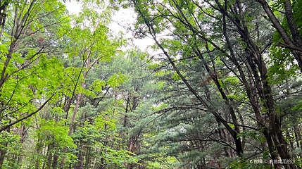 兴安国家森林公园(伊美区南山公园)-南山森林公园第 1 张图片