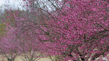 十里画廊梅花林
