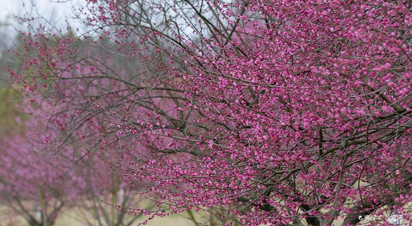 十里画廊梅花林