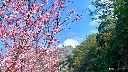 阴那山樱花园第 1 张图片