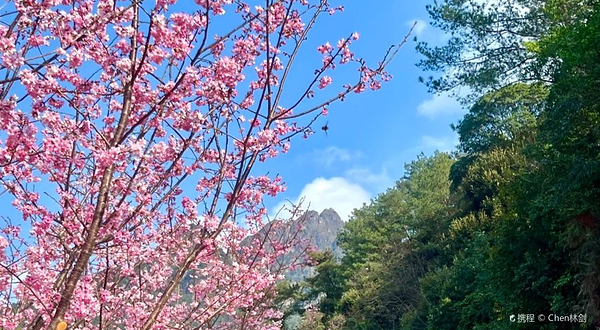 阴那山樱花园