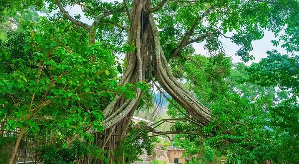 景迈山古茶林-勐本站