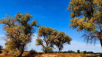 老龙河都市胡杨林景区