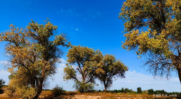 老龙河都市胡杨林景区