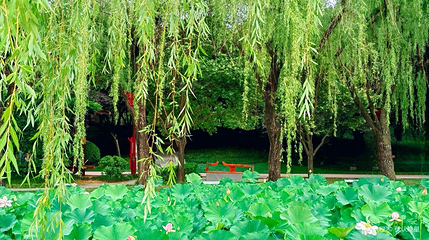 大唐芙蓉园-芙蓉湖第 1 张图片