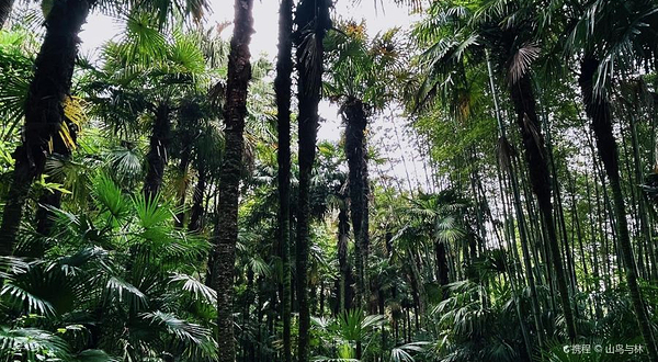 西山风景区-南充市植物园