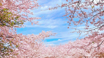 红枫湖平坝万亩樱花园