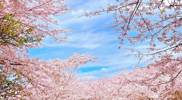 红枫湖平坝万亩樱花园