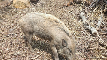 本土物种保育区