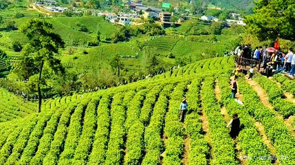 茶岛游客采茶区第 1 张图片