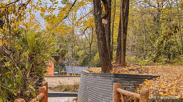 坪田银杏森林公园