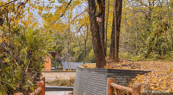 坪田银杏森林公园