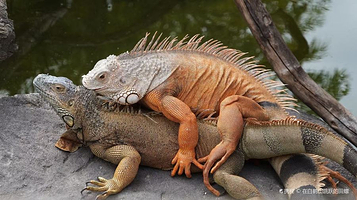 吴哥野生动物园和水族馆