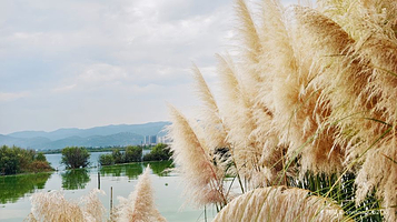 滇池草海湖滨湿地