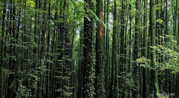 金佛山178风吹岭