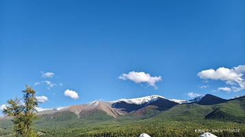 巴太的树-《我的阿勒泰》取景地