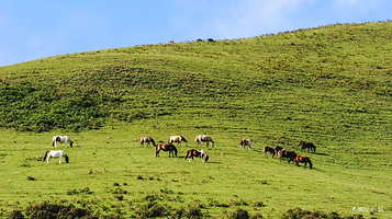 乌蒙大草原-百草坪