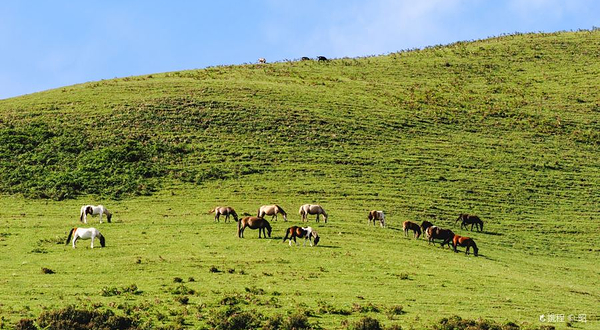 乌蒙大草原-百草坪