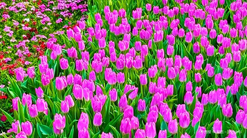 阿姑泉牡丹园-郁金香园