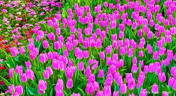 阿姑泉牡丹园-郁金香园
