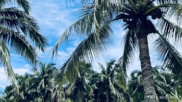 滨海公园-椰子林