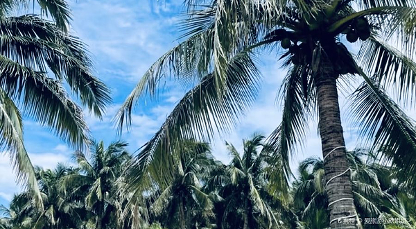 滨海公园-椰子林