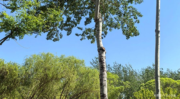 后沙峪人民公园