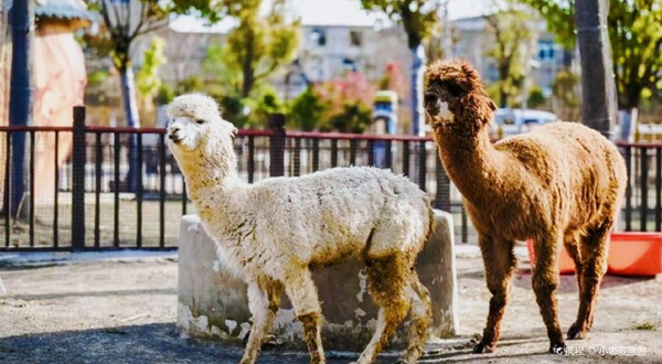 阜阳野生动物园