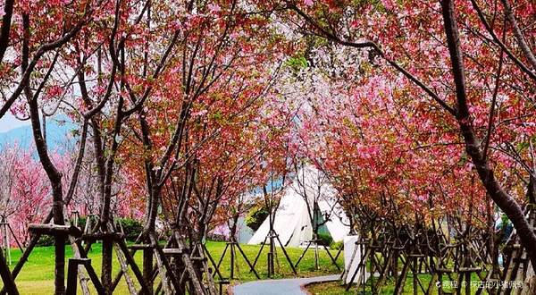 鲤鱼洲樱花岛