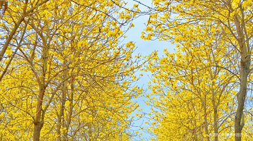 四川花畔里东麓花溪