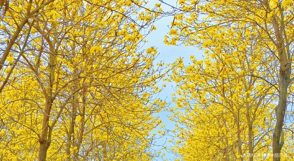 四川花畔里东麓花溪