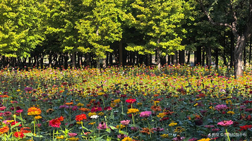 圆明园-藻园门车站