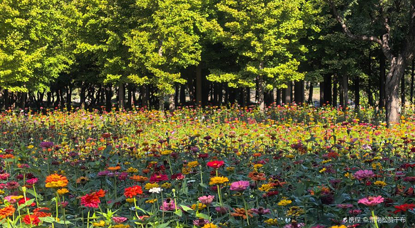 圆明园-藻园门车站