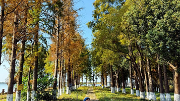 淀山湖镇半马草坪