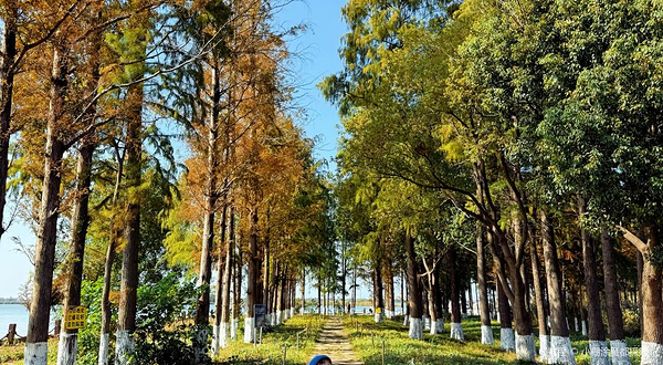 淀山湖镇半马草坪