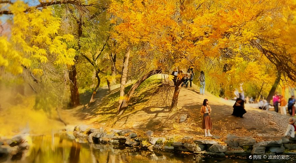 国家植物园北园-水杉林