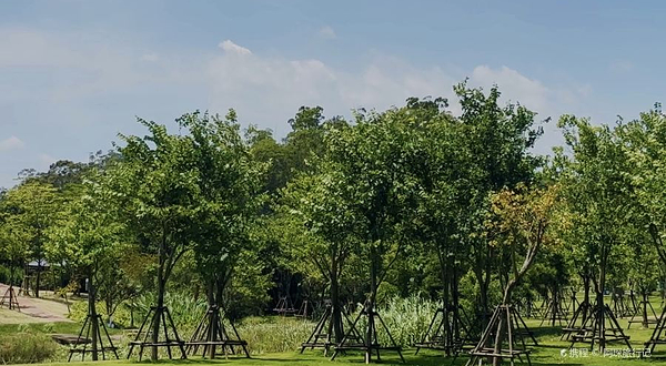 南洋杉疏林草坪