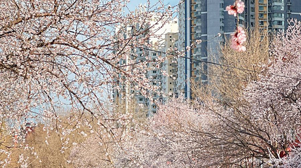 十里堡桃花溪第 1 张图片