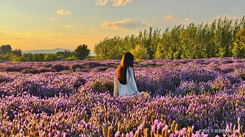 紫曰薰衣草庄园