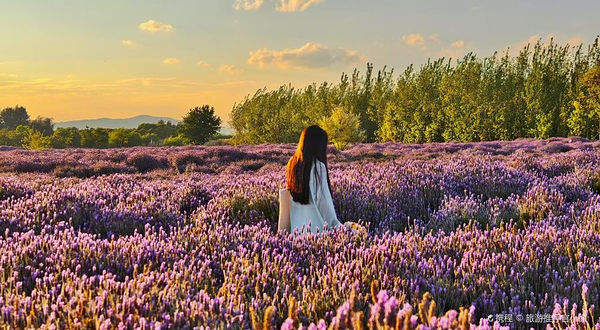 紫曰薰衣草庄园