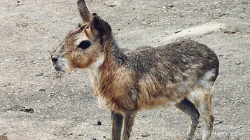 龙之梦动物园-自驾区