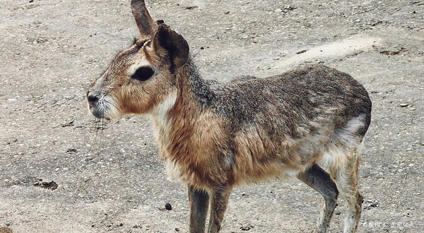 龙之梦动物园-自驾区