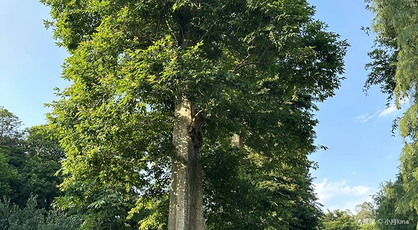 凯森千年古树园