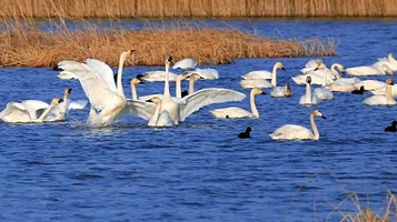 七里海国家湿地公园