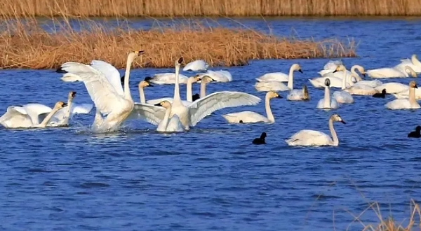 七里海国家湿地公园