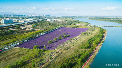 马鞭草花海第 1 张图片