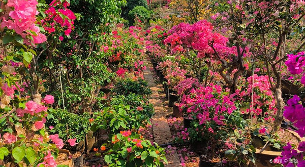 普洱莫奈花园